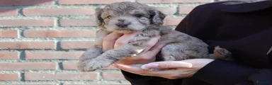 Labradoodle 3