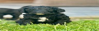 Labradoodle zwart met wit