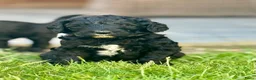 Labradoodle honden te koop: Hele mooie medium Labradoodle pups - Advertentie 22