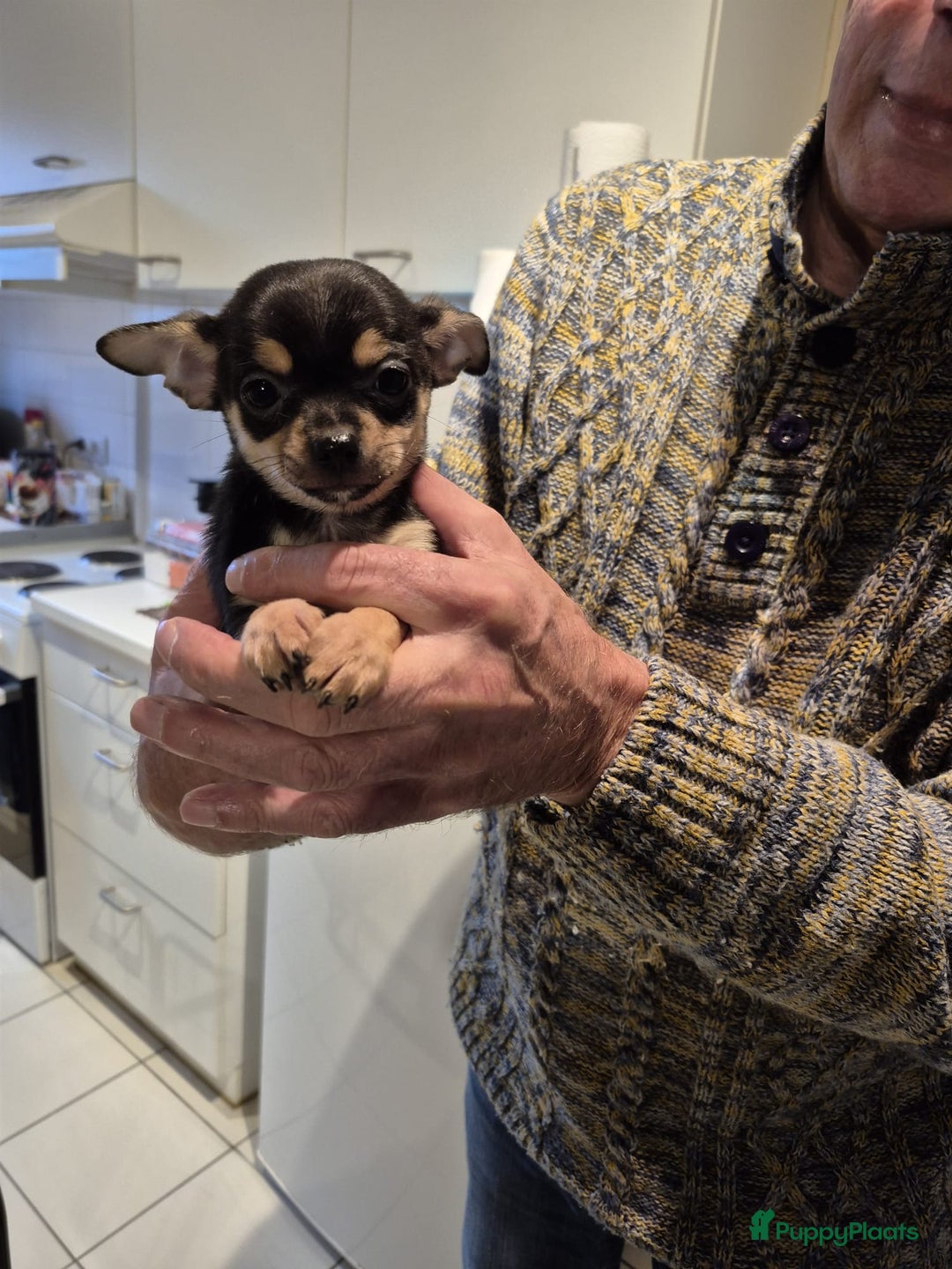 Chihuahua honden te koop: KORTHARIGE CHIHUAHUAPUPS - Advertentie 4
