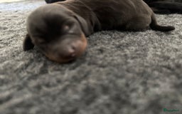 Teckel (korthaar)  honden te koop: Dwergteckel teefjes op zoek naar een gouden mandje in Halsteren - Afbeelding 11