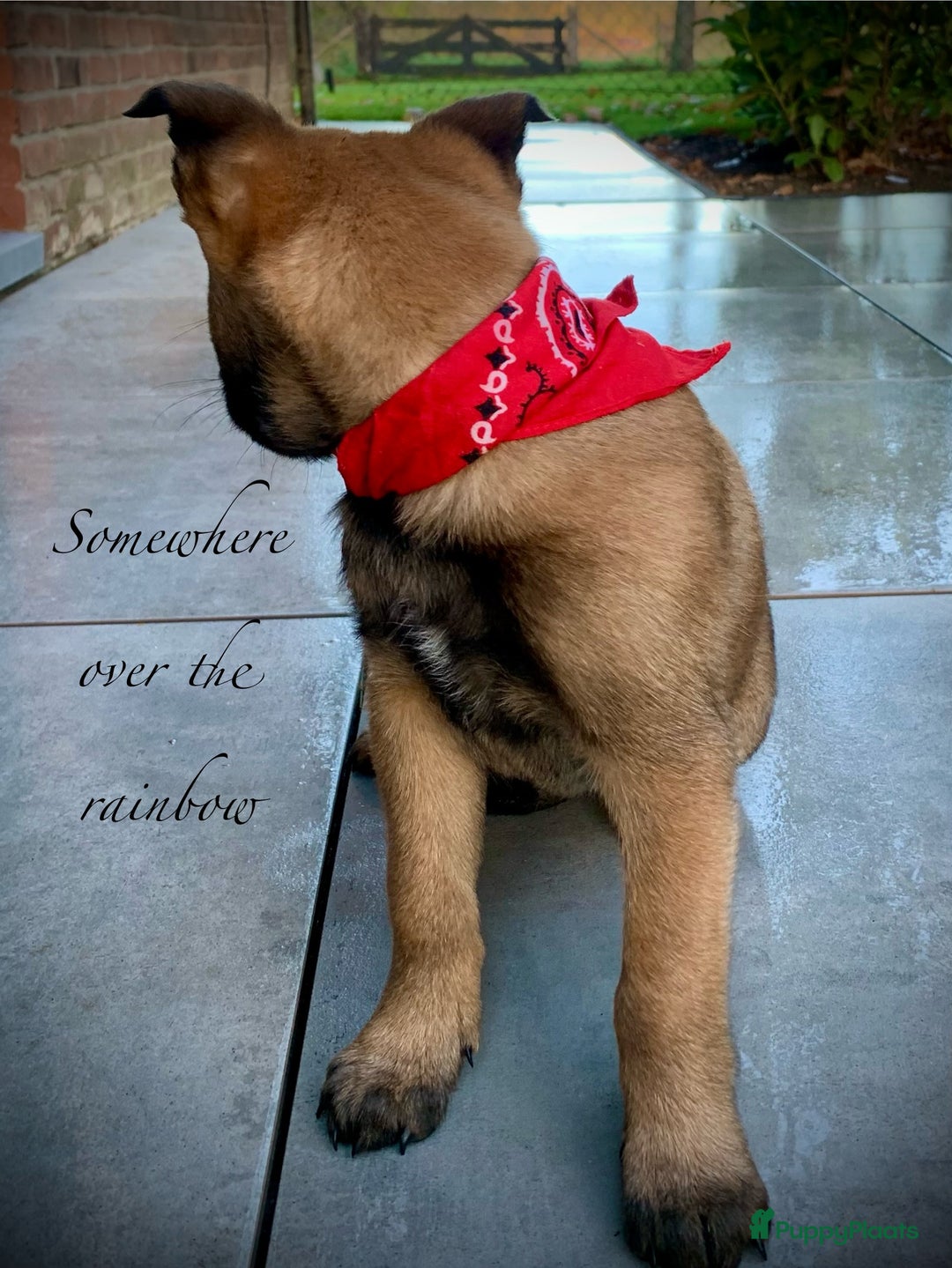 Mechelse Herder honden te koop: Mechelse herder pups met stamboom F.C.I - Advertentie 3