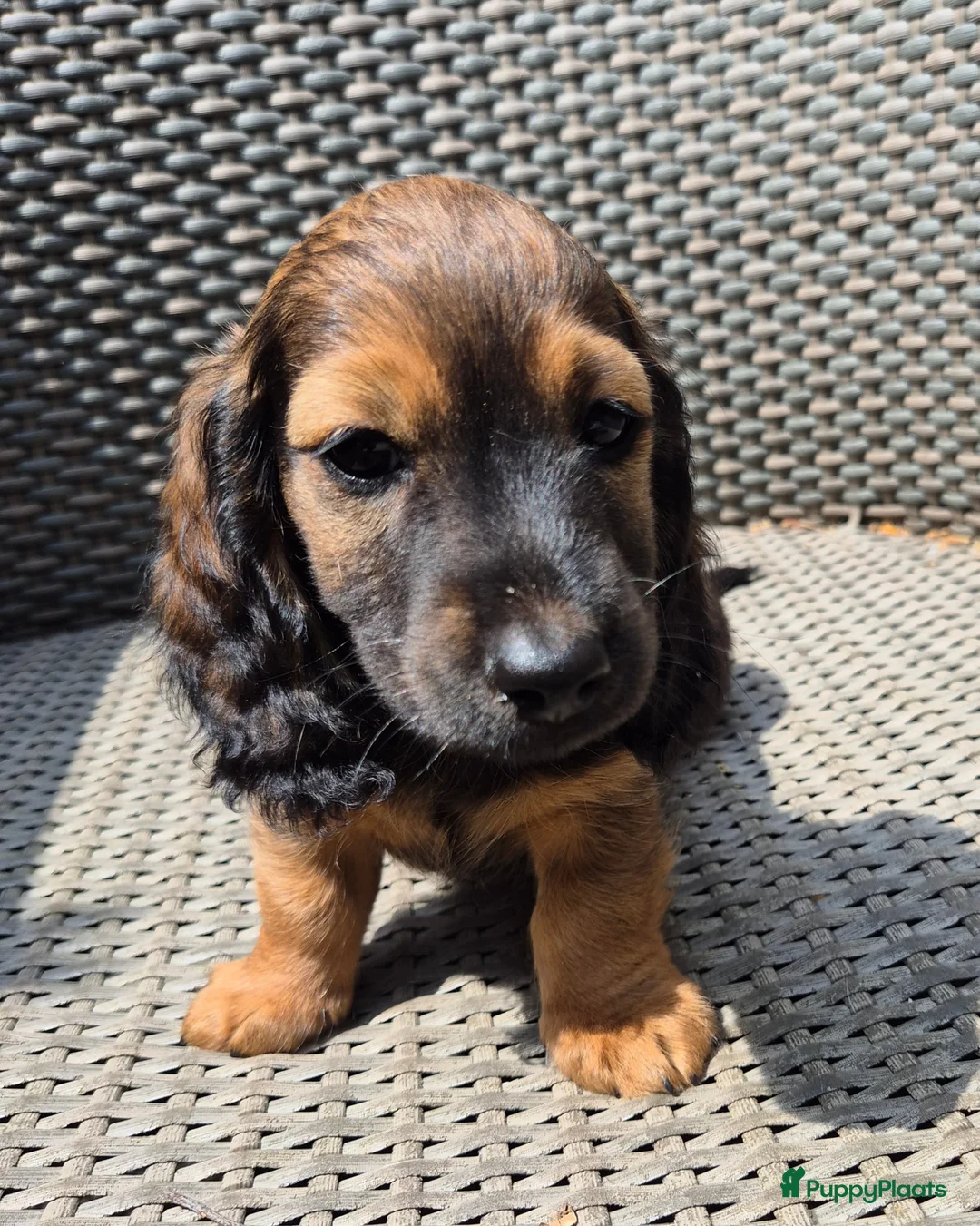 Teckel (langhaar) honden te koop: Langhaar dwergteckel reutje - Advertentie 2