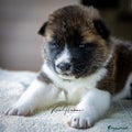 American Akita Puppy 7