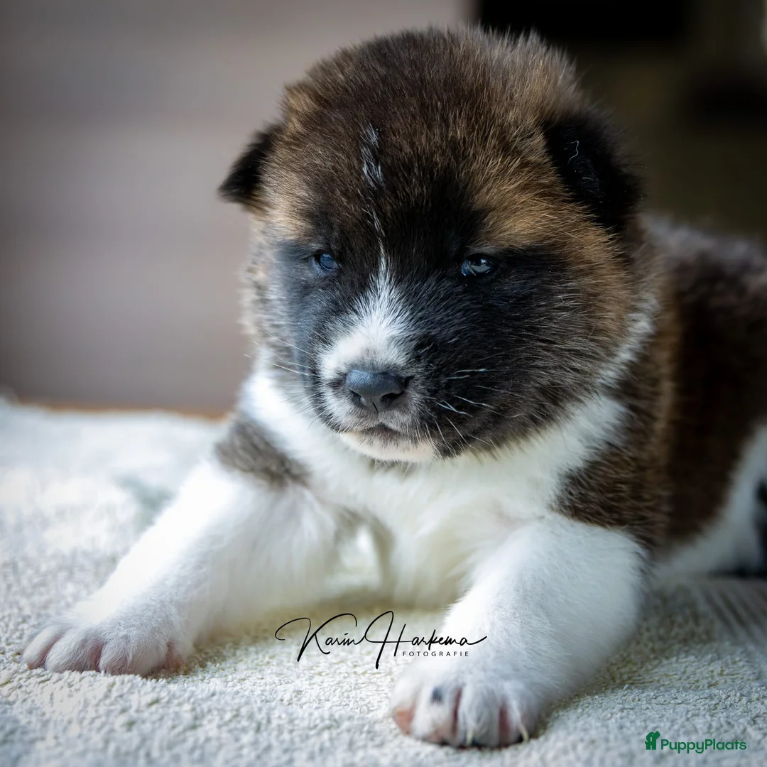 American Akita honden te koop: Geen pups beschikbaar. - Advertentie 2