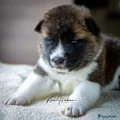American Akita Puppy 7
