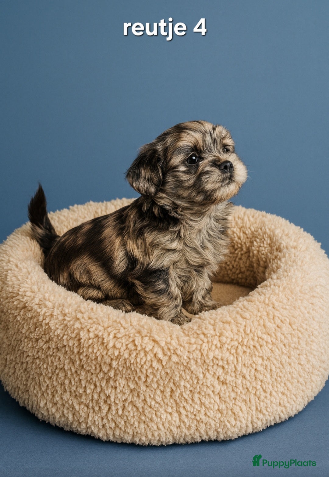 Kruising honden te koop: Mooie gezonde boomer pups.Maltezer maal Shih tzu  - Advertentie 10