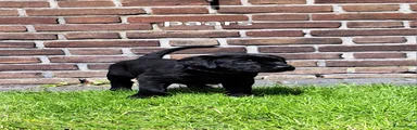 Labrador Retriever Puppy 8