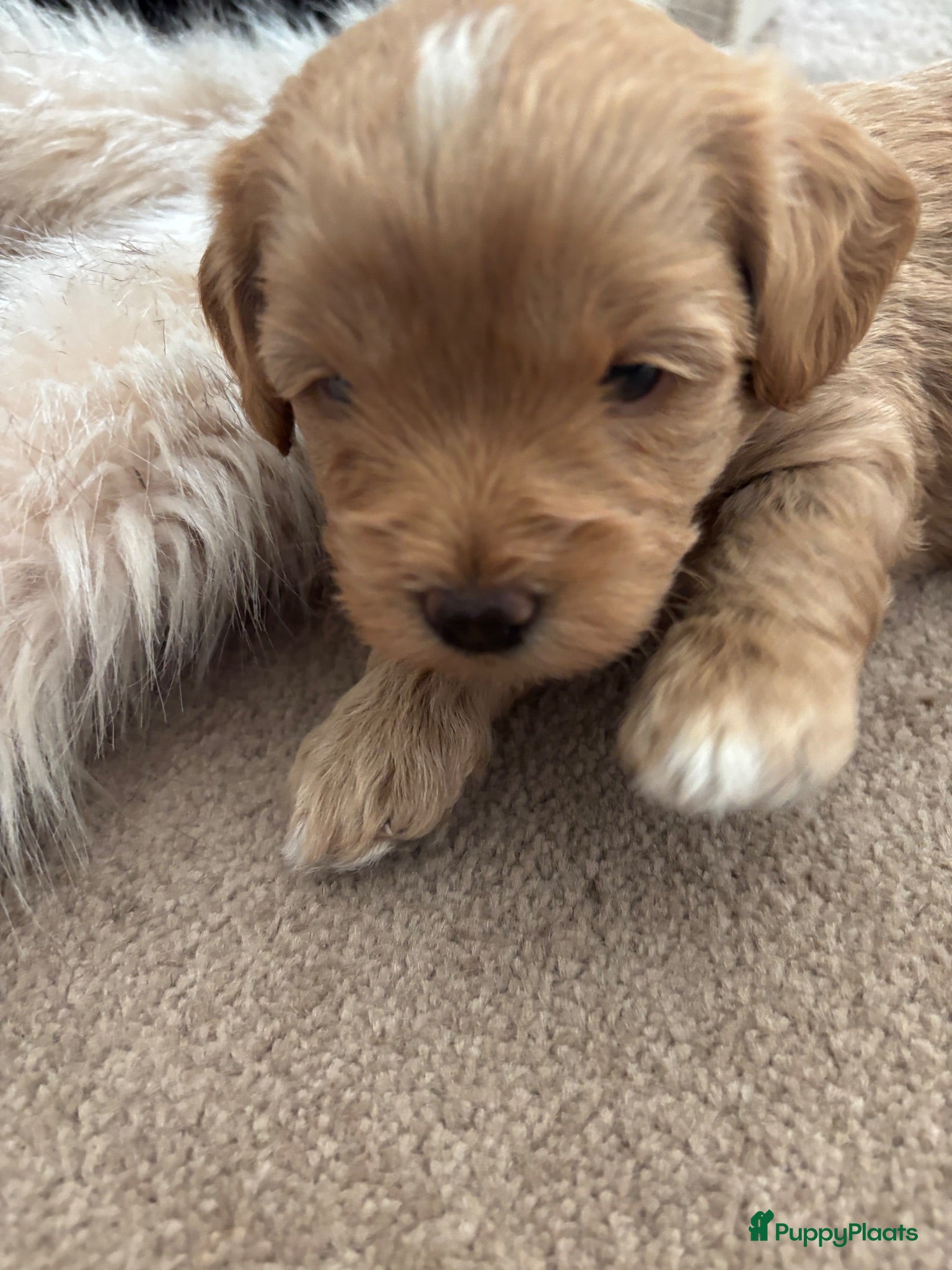 Labradoodle honden MOOIE MINI DOODLE NOG 2 REUTJES BESCHIKBAAR - Advertentie 2