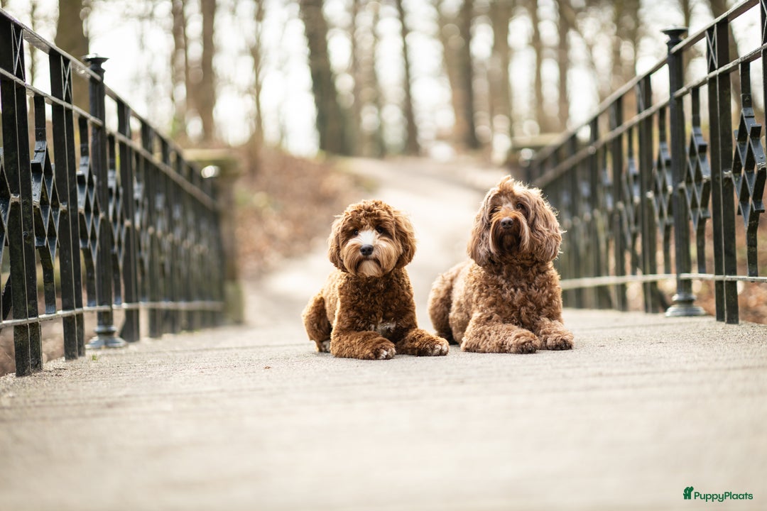 Australian Labradoodle honden ter dekking: Australian labradoodle dek reu  - Afbeelding 11