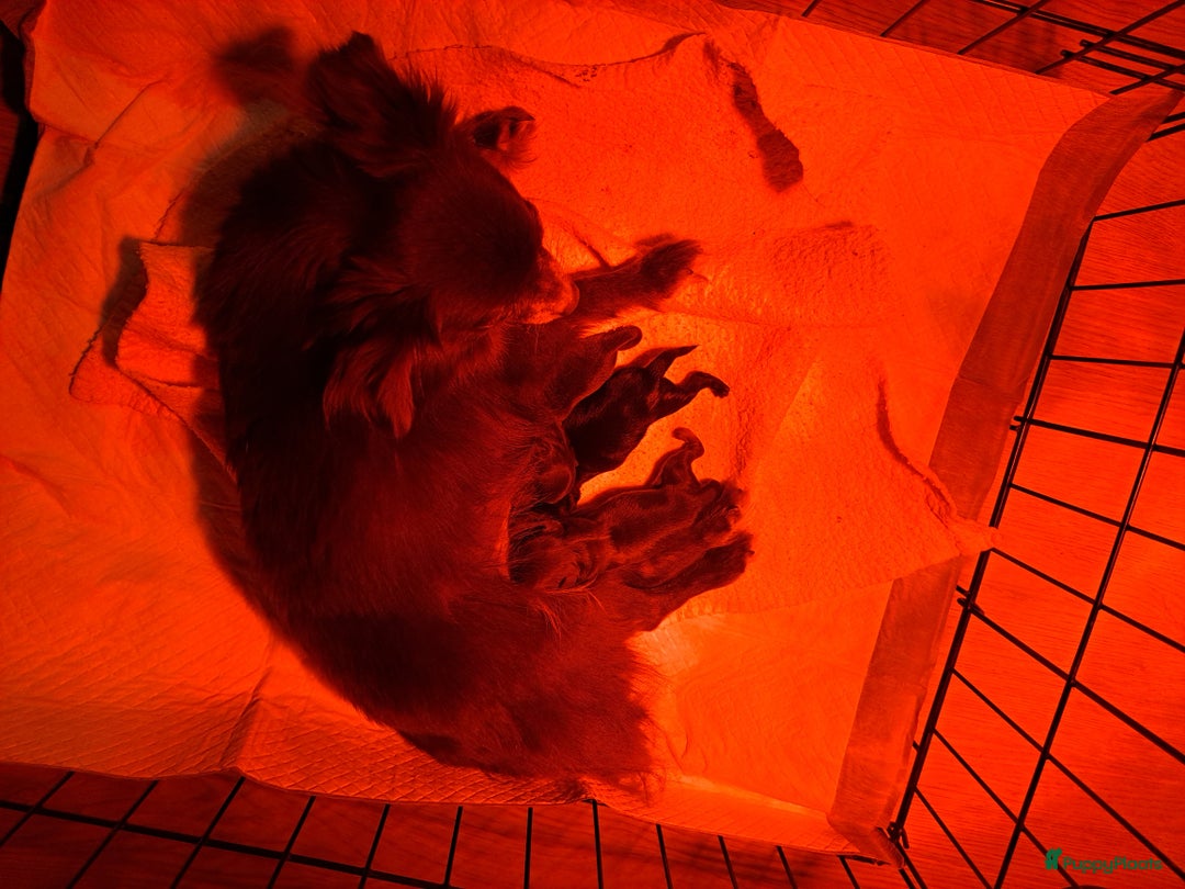 Chihuahua honden te koop: Superleuk nestje chihuahua pupjes van 3 - Advertentie 4