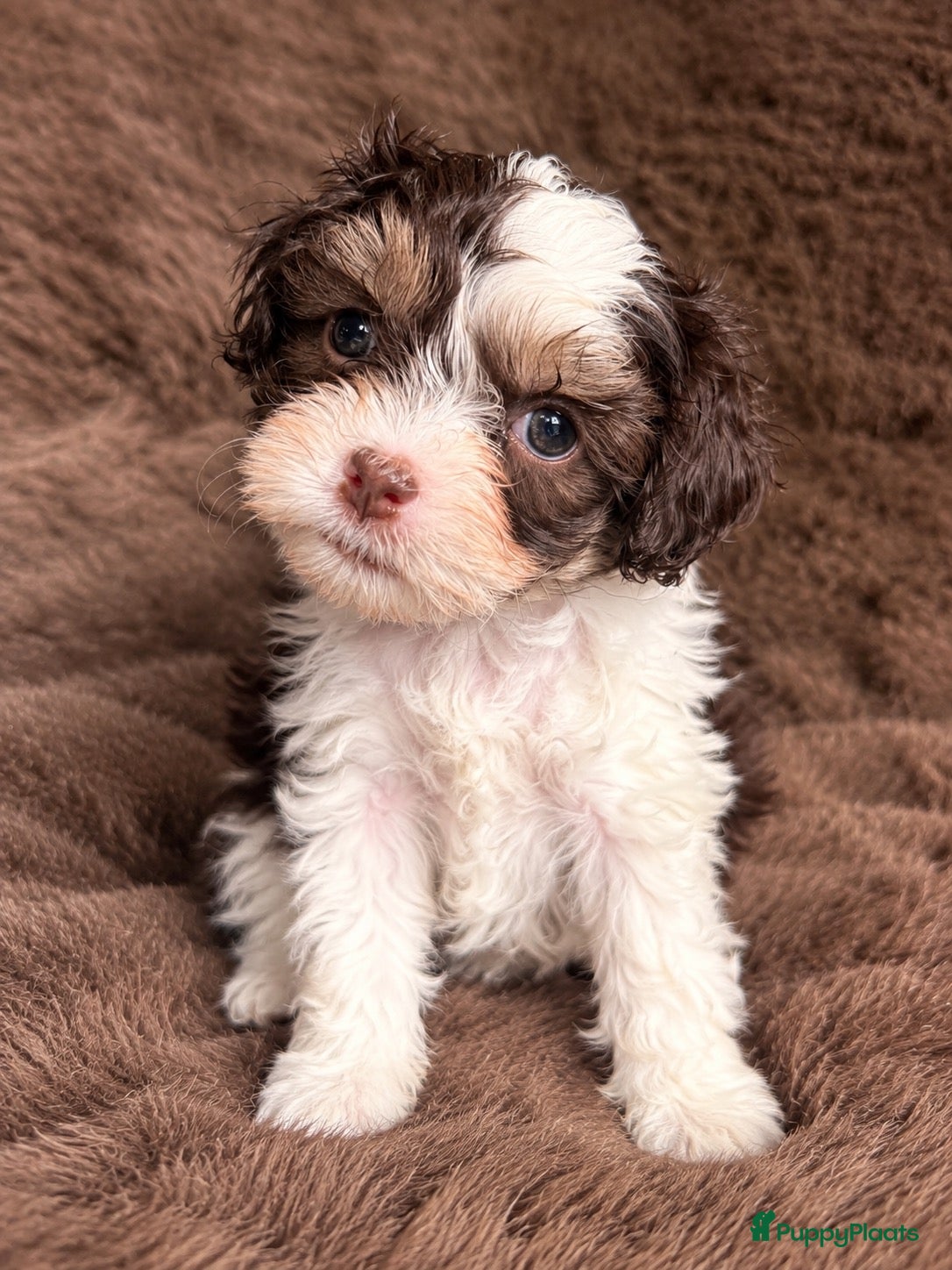 Havanezer honden Havanezer teefjes  - Advertentie 1