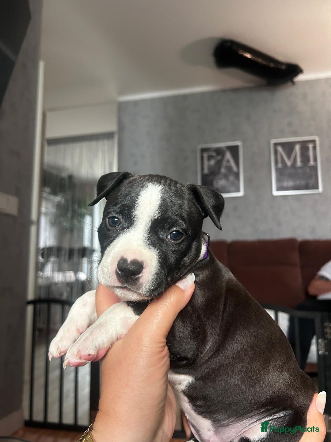 American Staffordshire Terriër honden te koop: American Staffordshire Terriers Pupps  - Advertentie 26