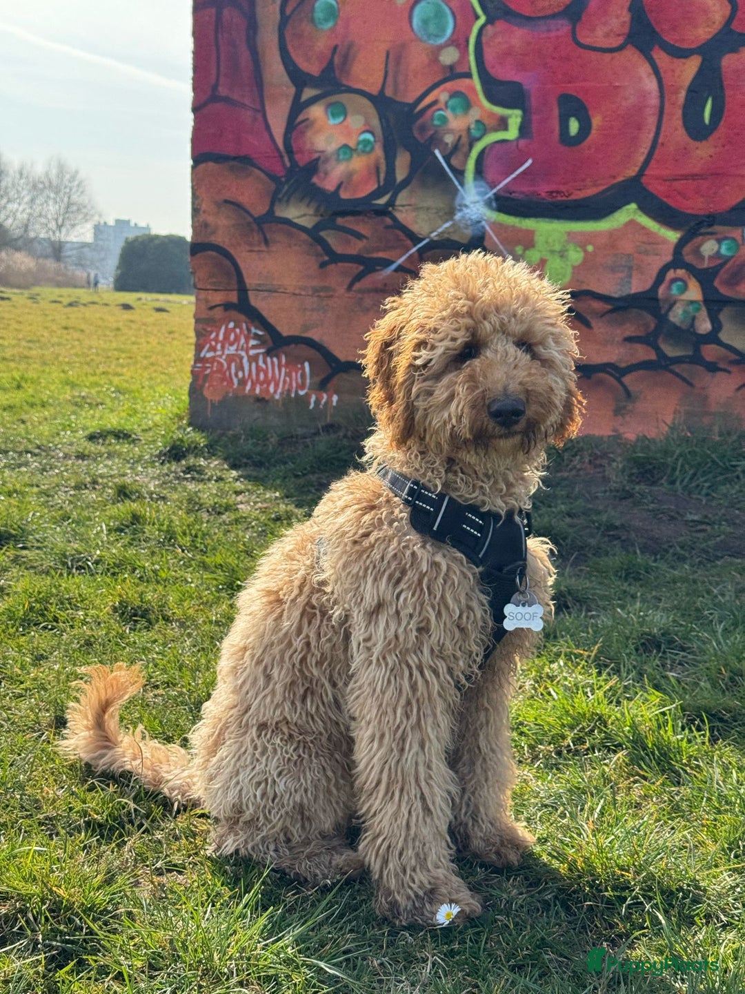 Australian Labradoodle honden te koop: Labradoodle medium ( Australian ) - Advertentie 12