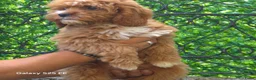 Cavapoo honden te koop: Cavapoo Pups - Advertentie 3