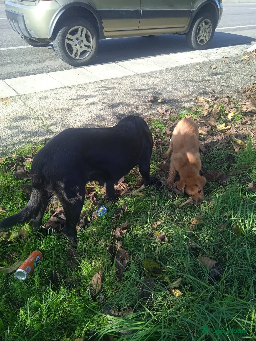 Kruising honden te koop: Ferdy zoekt gouden.mandje - Advertentie 2