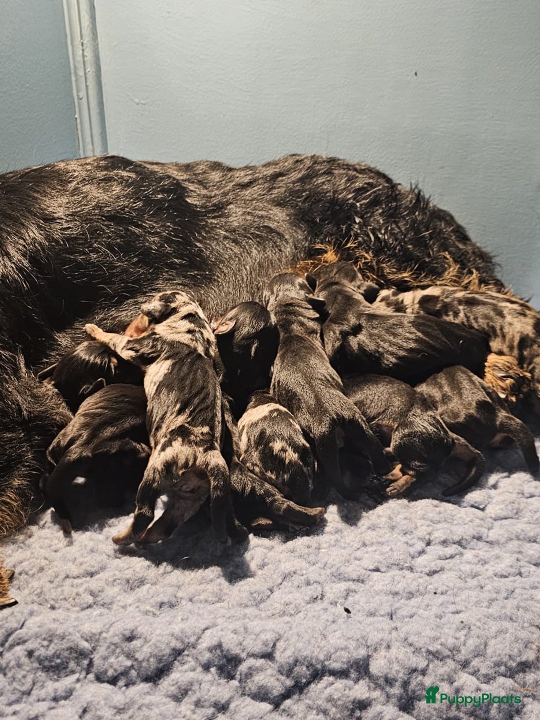 Ruwhaar Teckel honden te koop: Standaard ruwhaar teckel  - Afbeelding 6