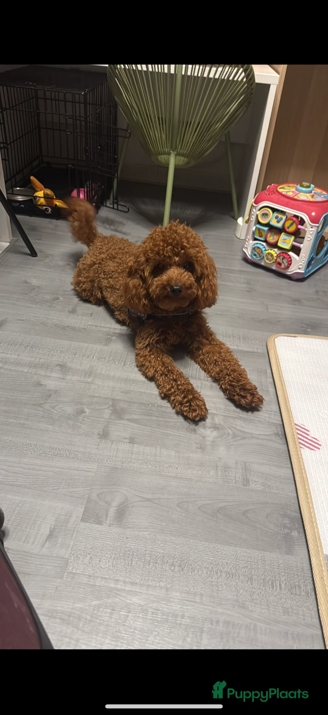 Poedel honden te koop: Rode middenslag poedel pups in Roosteren - Advertentie 15