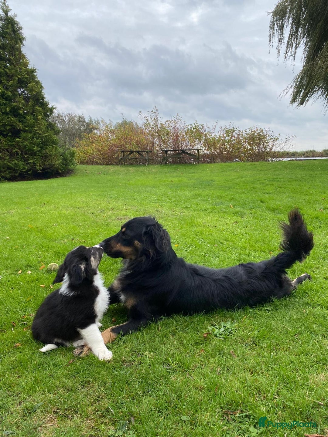 Kruising honden te koop: border collie (australische) herder - Advertentie 7