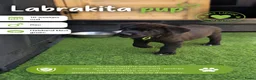 Kruising honden te koop: Laatste Labrakita pup teefje zoekt nieuw huisje - Advertentie 9