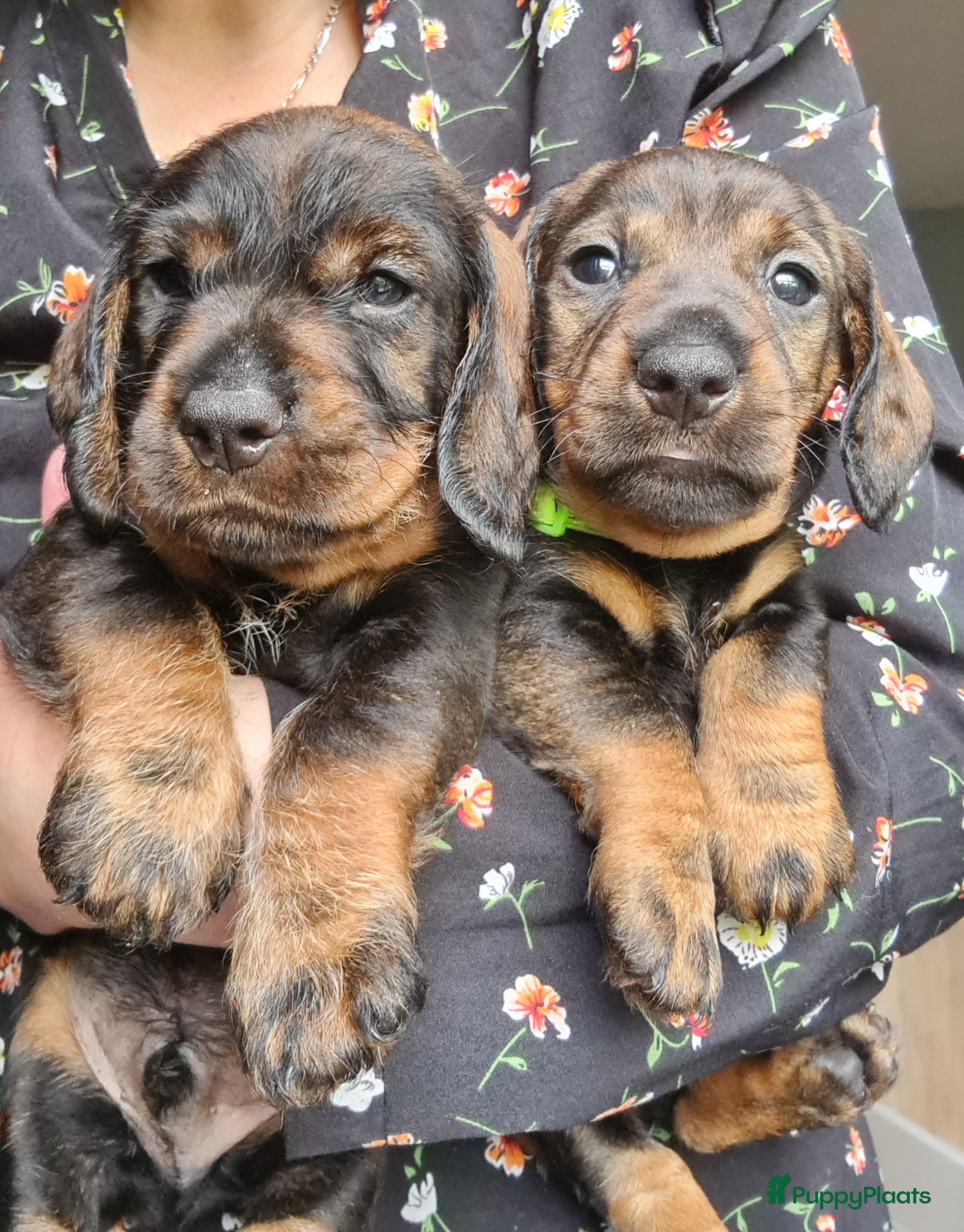 Ruwhaar Teckel honden 💙Nog 2 reutjes beschikbaar 💙 - Advertentie 1