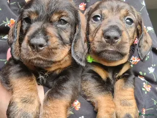 Ruwhaar Teckel honden 💙Nog 2 reutjes beschikbaar 💙 - Advertentie 3