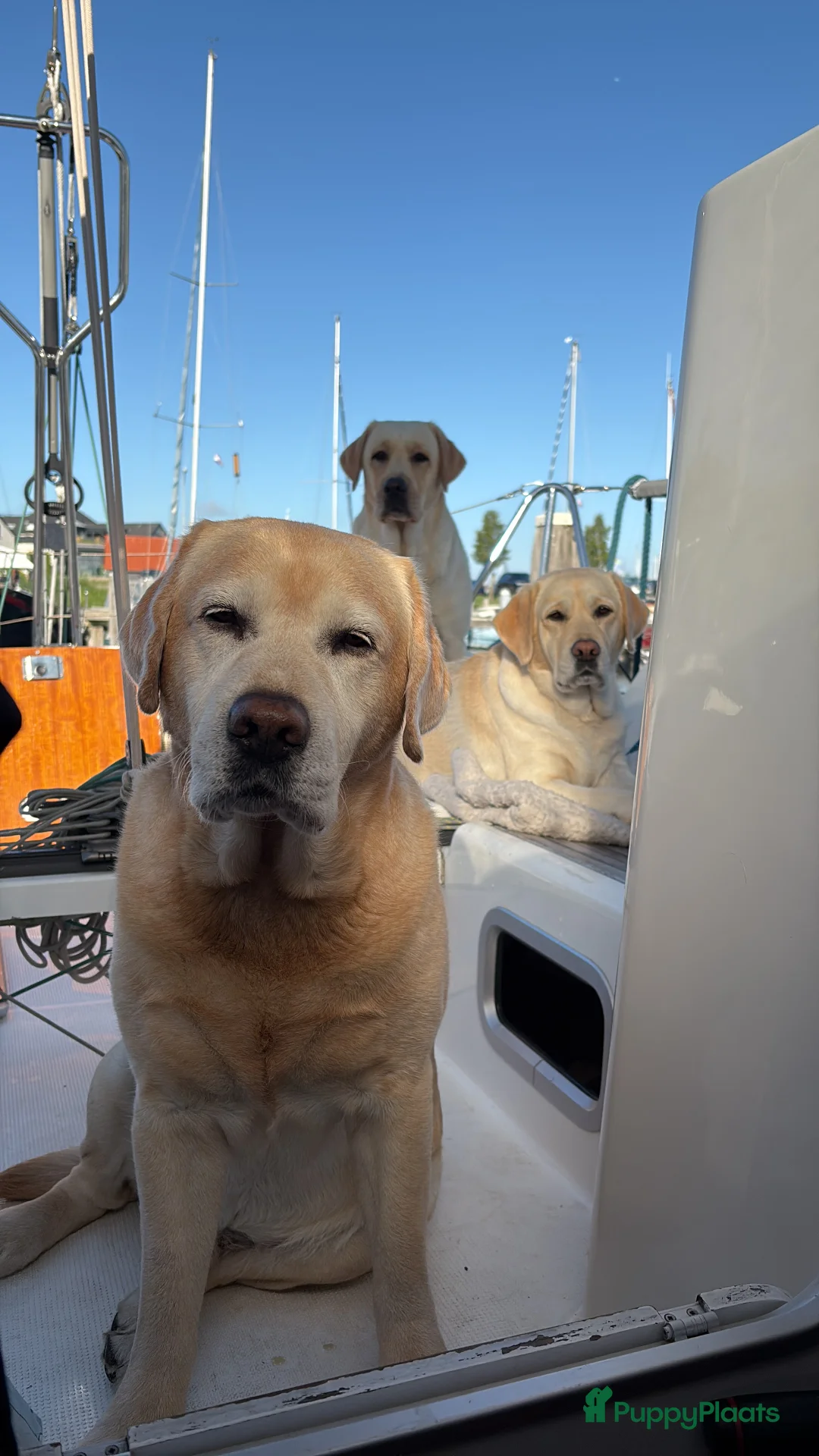 Labrador Retriever honden te koop: Blonde Labrador Pups 1/26 - Advertentie 4