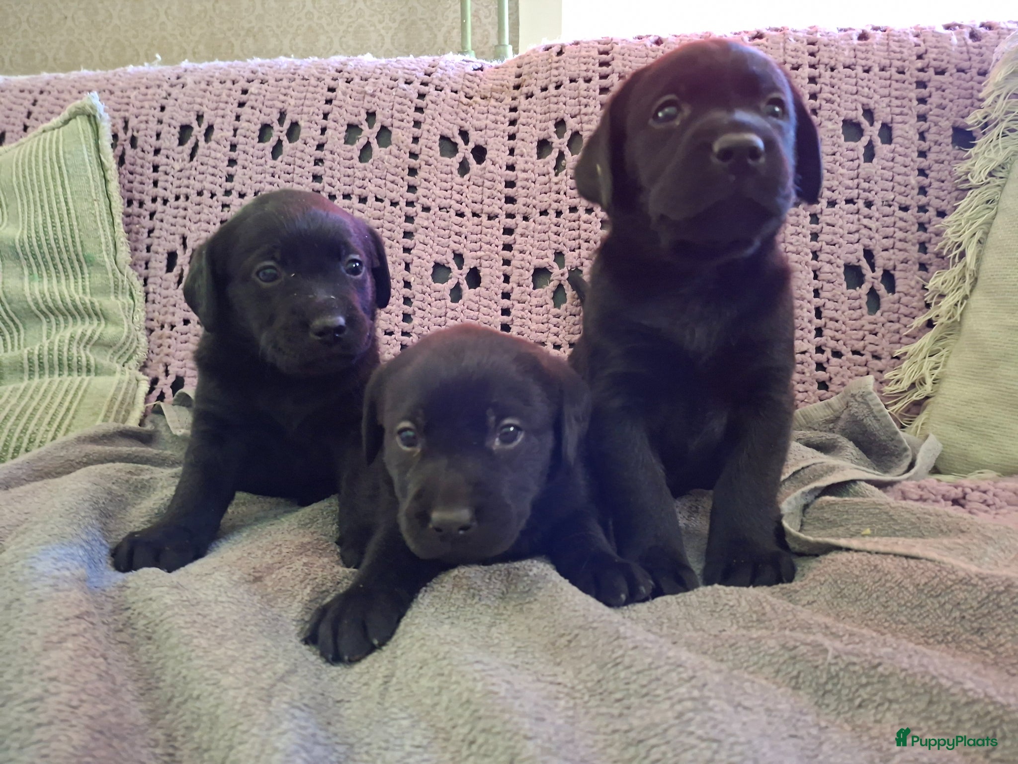 Labrador Retriever honden  Raszuivere stamboom labrador retriever - Advertentie 2