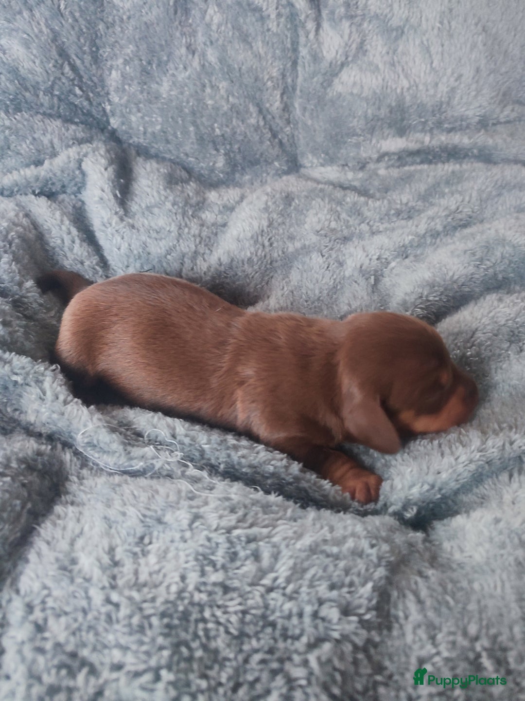 Teckel (korthaar)  honden te koop: Prachtige dwergteckel pupjes - Advertentie 8