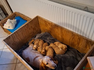 Cockapoo honden Cockapoo pups - Advertentie 2