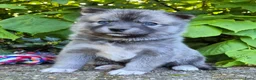 Kruising honden te koop: Pomsky x shiba inu (1/4) pups - Advertentie 35
