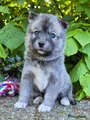Kruising Puppy 11
