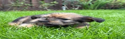 Kruising honden te koop: Lieve puppy’s 🐶  - Advertentie 10