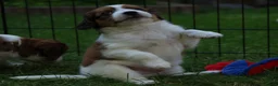 Kooikerhondje honden te koop: Raszuivere Kooikerpup reu. - Advertentie 3