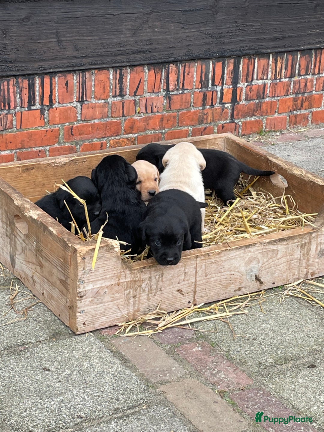 Labrador Retriever honden te koop: Prachtige sociale labrador pups te koop - Advertentie 17