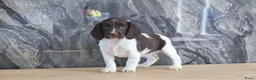 Engelse Springer Spaniel honden te koop: Lieve Engelse springer spaniel pups te koop - Advertentie 5