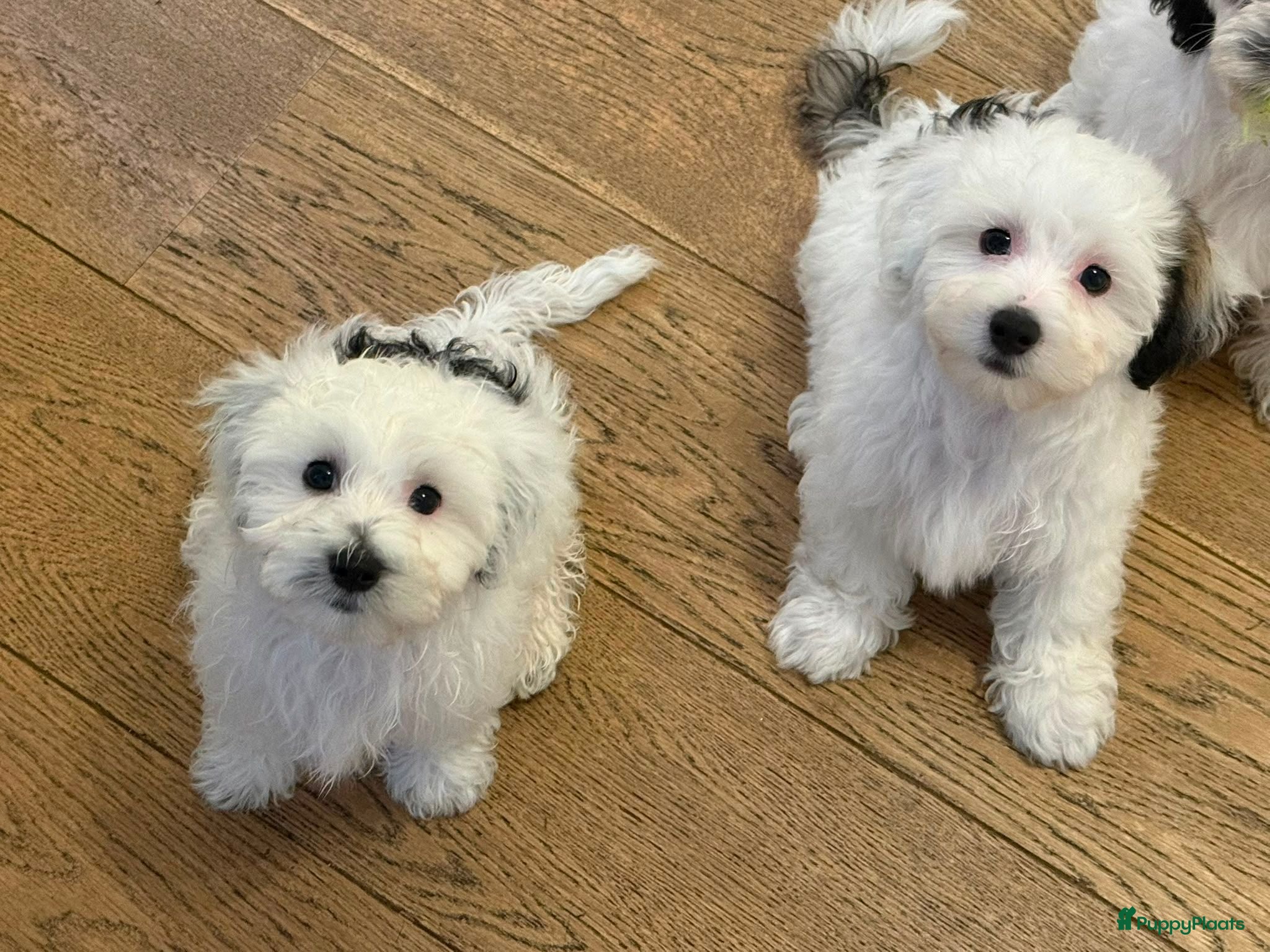 Maltipoo honden Maltezer X Poedel (Maltipoo) - Advertentie 1