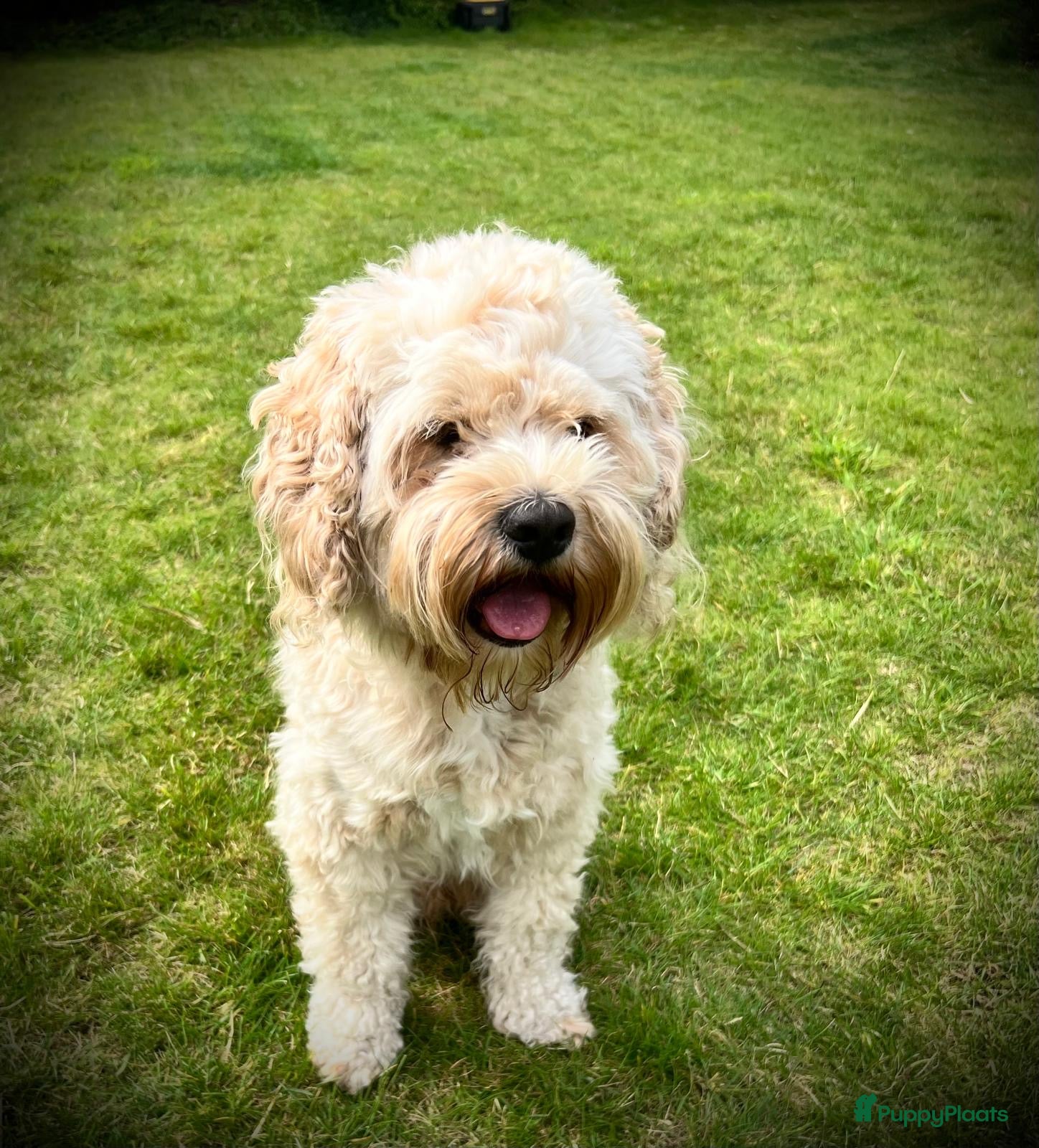 Cockapoo honden Ervaren, gezonde dekreu beschikbaar: lief karakter - Advertentie 12