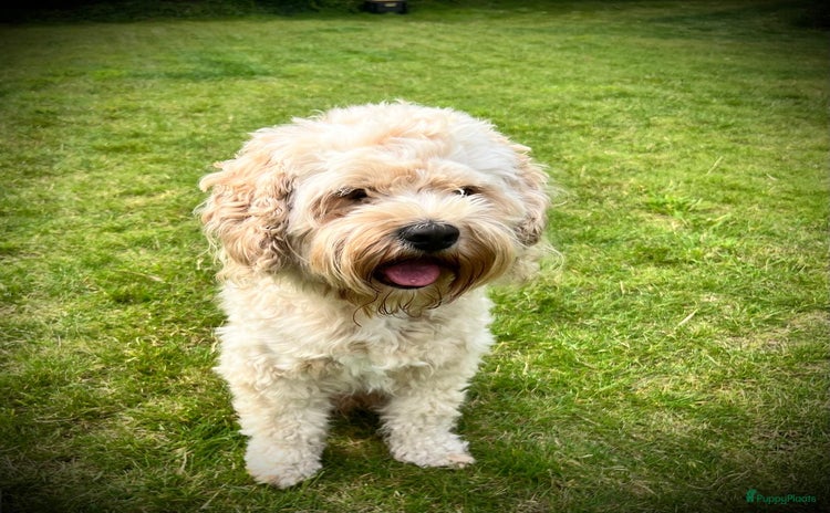 Cockapoo honden - Advertentie 9