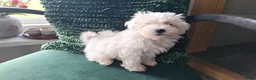 Maltezer honden te koop: Maltezer pup. Mini. Reu. Is aan 1 oogje blind - Advertentie 7