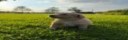Kruising honden te koop: Sheltidoodle  - Advertentie 20