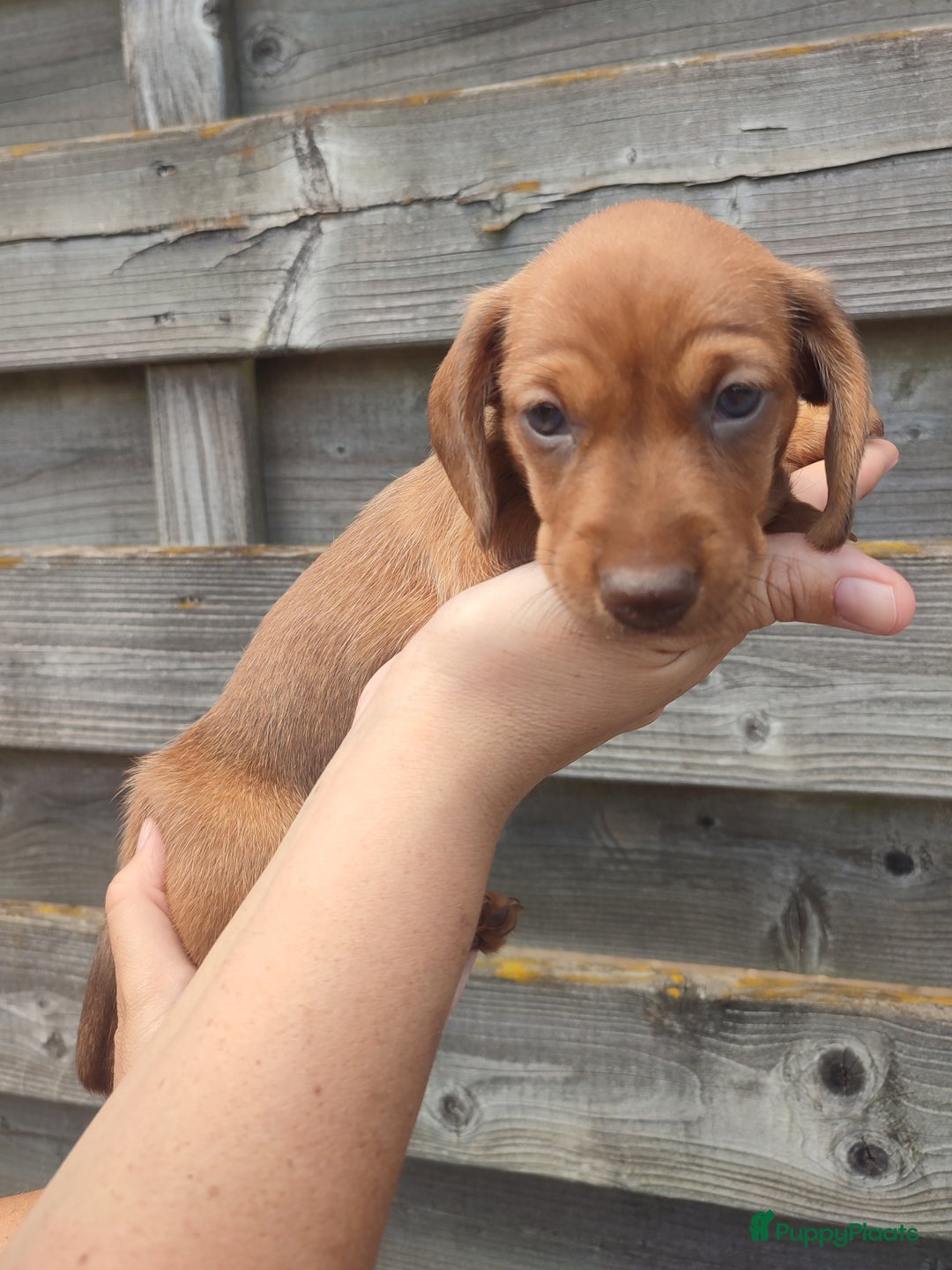 Teckel (korthaar)  honden te koop: Kleine dwergteckel pups  - Afbeelding 9