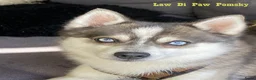 Pomsky honden te koop: Pomsky puppy’s F4+, 100% Amerikaanse bloedlijn - Advertentie 15
