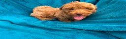 Poedel Toy honden te koop: toy poedel pups rood - Advertentie 9