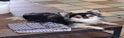 Chihuahua honden te koop: Chihuahua reutjes brindle & black&tan - Advertentie 3