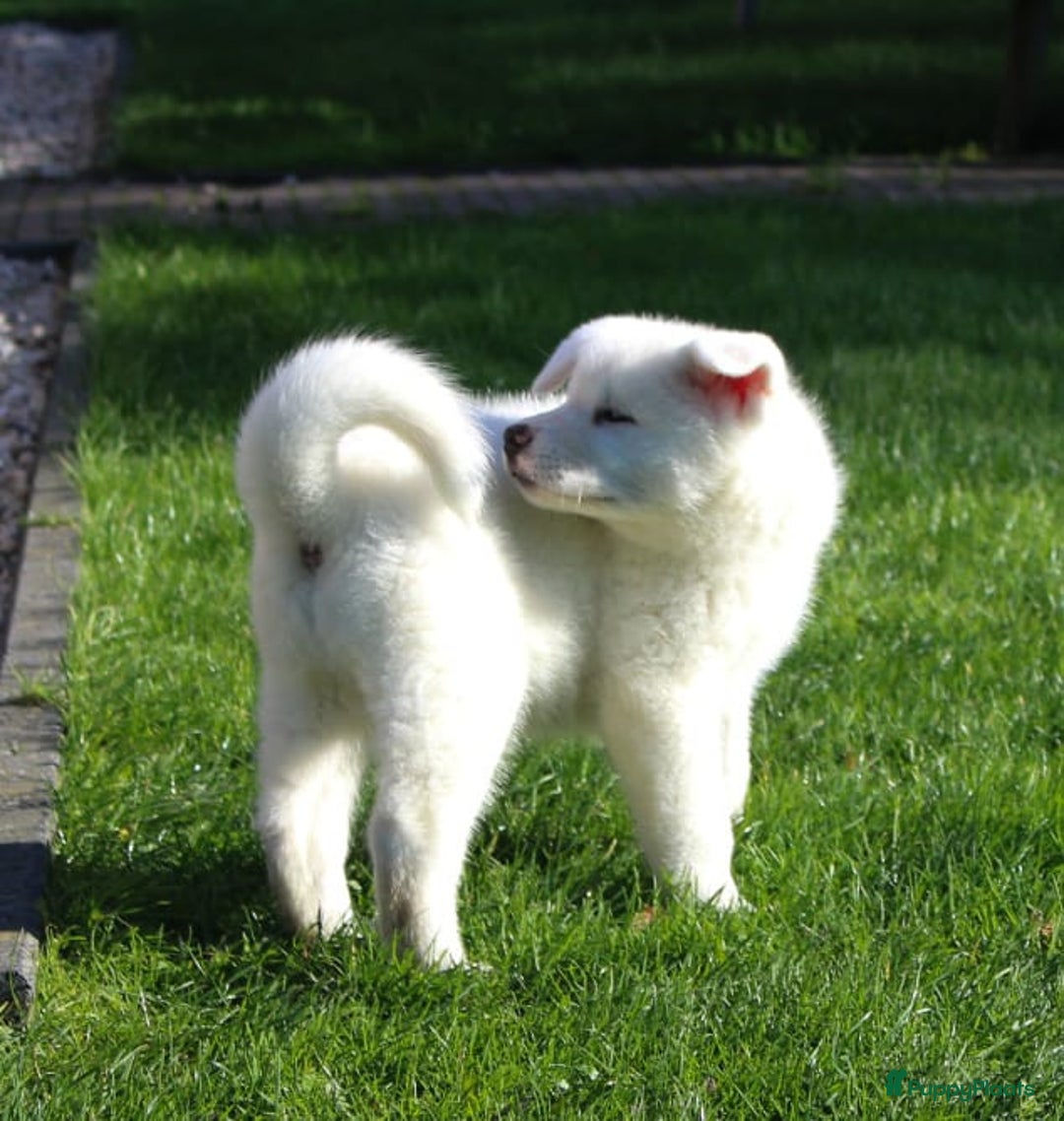 Akita honden te koop: Zeldzaam mooie witte japanse akita pups - Advertentie 4