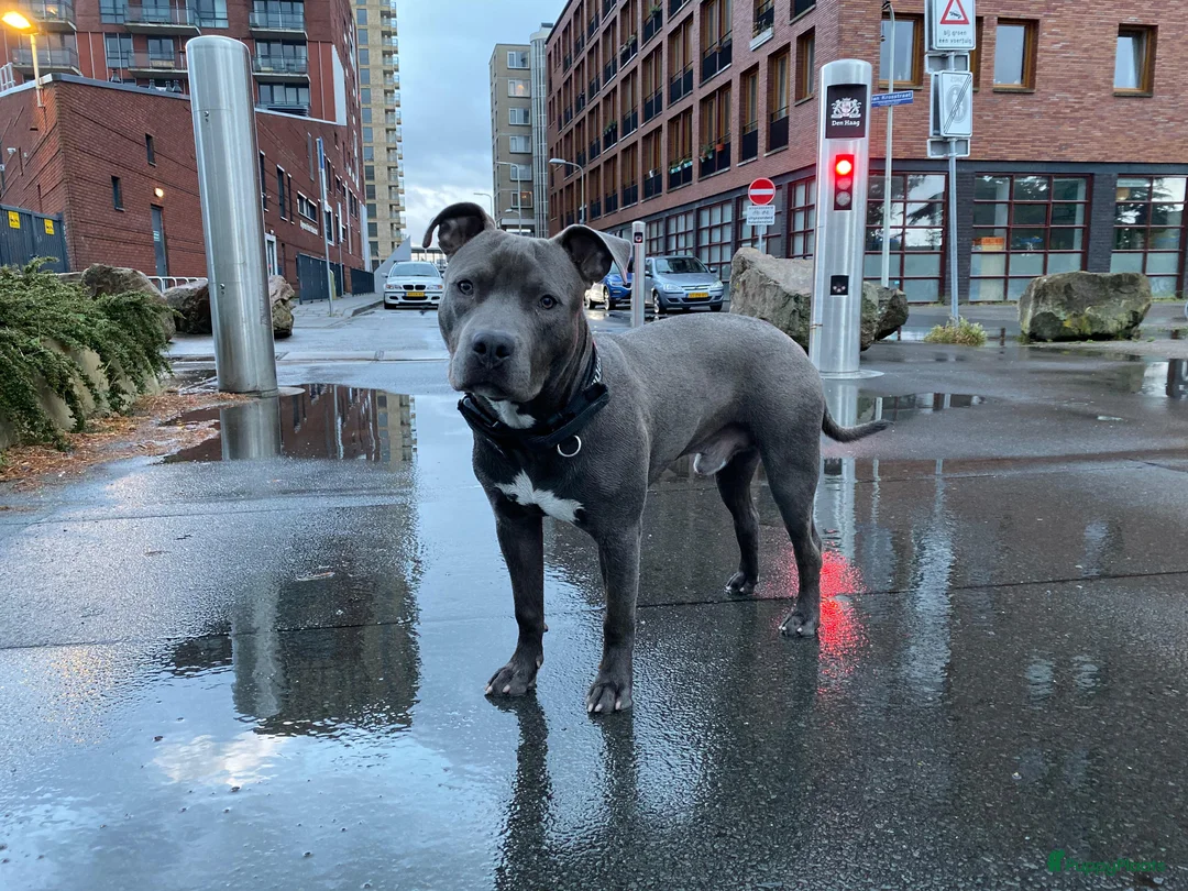 American Staffordshire Terriër honden ter dekking: American Staffordshire Terrier Reu  voor dekking - Advertentie 4