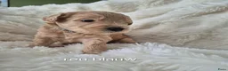 Australian Labradoodle honden te koop: Australian labradoodle pups te reserveren  - Advertentie 1