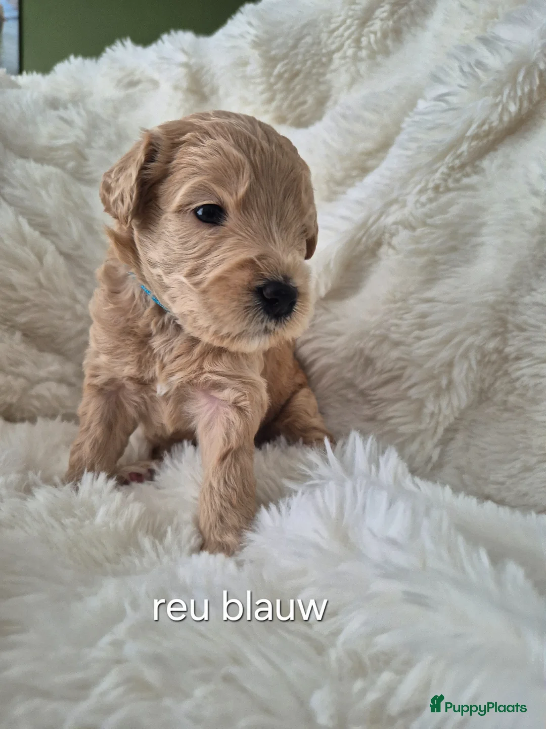 Australian Labradoodle honden te koop: Australian labradoodle pups te reserveren  - Advertentie 1