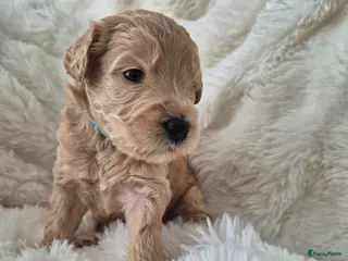 Australian Labradoodle honden Australian labradoodle pups te reserveren - Advertentie 5